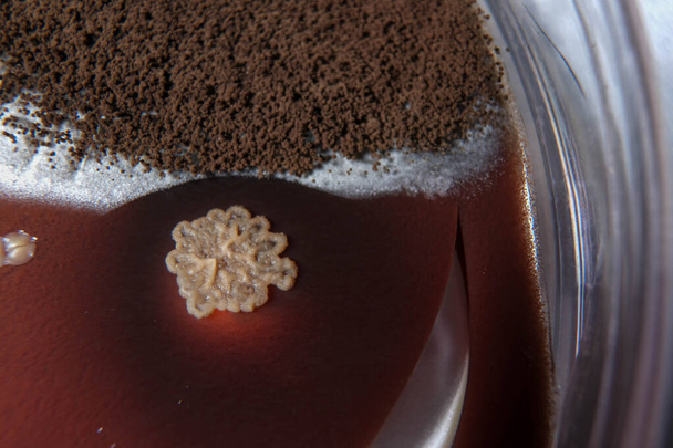 macro foto della crescita dei funghi sul piatto di agar al cioccolato - Foto, immagini