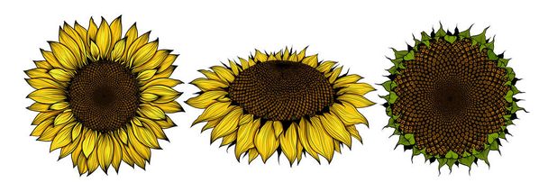 Slunečnicový květ izolovaný na bílém pozadí, realistický nákres, lineární ploché umění Žlutý květ a jeden slunečnice Semena a okvětní lístky žlutého květu Zemědělství, podzimní kolekce slunečnicových semen - Fotografie, Obrázek