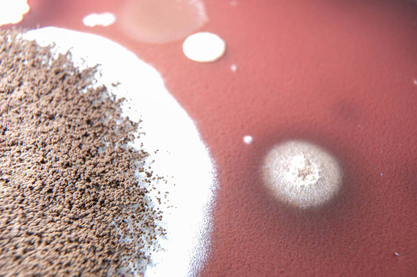 makro fotografie růstu hub na misce čokoládového agaru - Fotografie, Obrázek