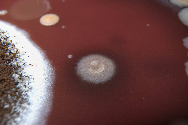 チョコ寒天板の真菌成長のマクロ写真 - 写真・画像
