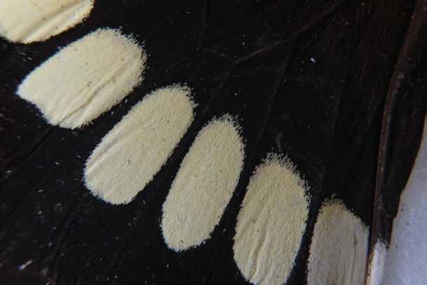 Makro phto des Schmetterlingsflügels Details - Foto, Bild