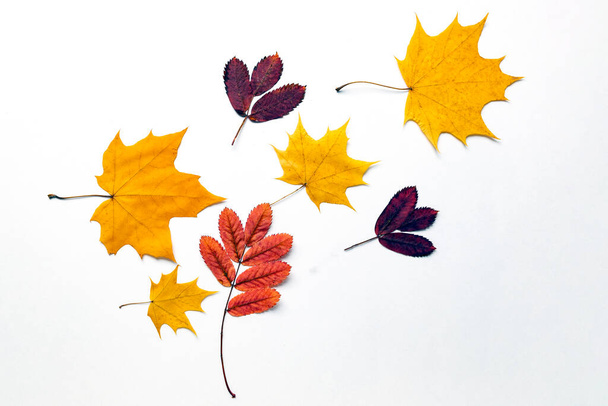Colored fall yellow and red leaves on a white background. Autumn flat lay - Foto, Bild