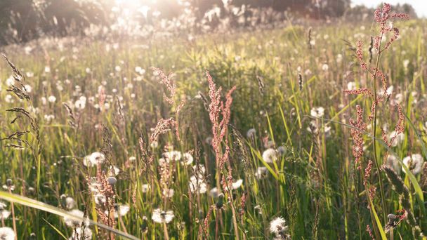 Egy mező vad virágokkal és füvekkel a háttérben, fénypontokkal közelről. Séta a vidéken emberek nélkül naplementekor. Virágos háttér légköri boho stílusban - Fotó, kép