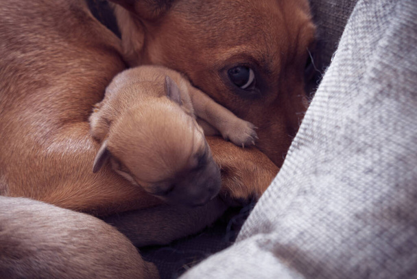 Cachorrinho recém-nascido protegido pelo instinto materno da fêmea pinscher - Foto, Imagem