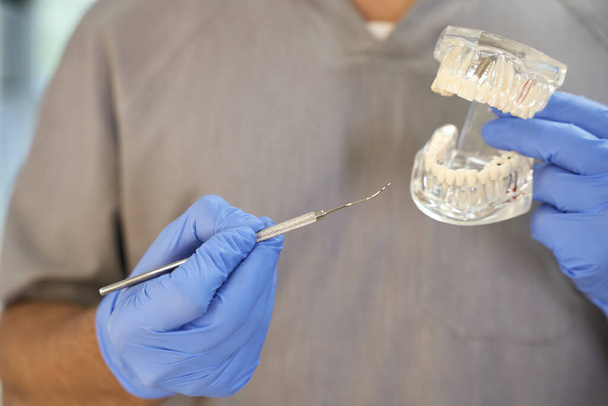Zahnmediziner zeigt mit Spitzhacke auf Zahnmodell - Foto, Bild