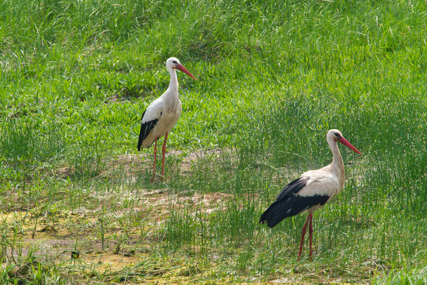 a white stork searches for food on a green meadow - Photo, Image