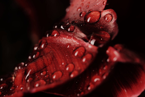 Lead of red tulip with highly detalized water drops on it - Fotografie, Obrázek