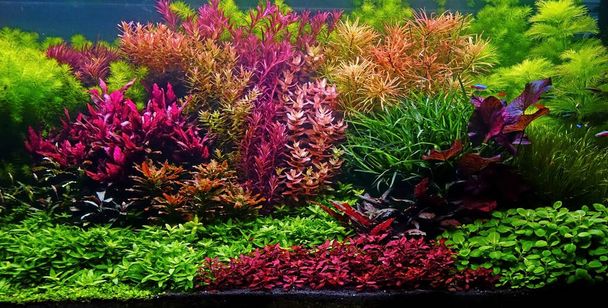 Kleurrijke waterplanten in aquarium tank met natuur stijl aquascaping lay-out - Foto, afbeelding