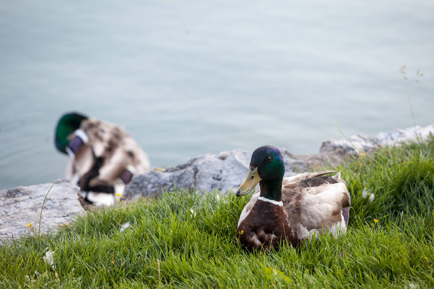 Selective blur on a Male mallard duck standing by the waters of Bled lake in Slovenia. The Mallard, or anas platyrhynchos, is a wild dabbling duck present in Europe - Photo, Image