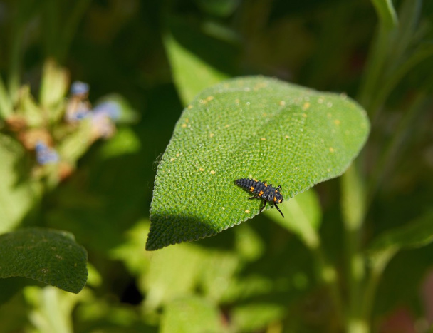 Seven-spot ladybird larva - Photo, Image