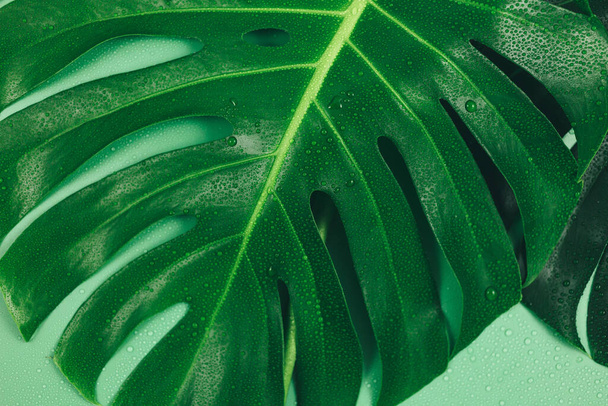 Große Monstera grüne Blätter auf grünem Hintergrund. Tropische Palmblatt-Nahaufnahme, Sommer. Schablone, flach gelegt - Foto, Bild