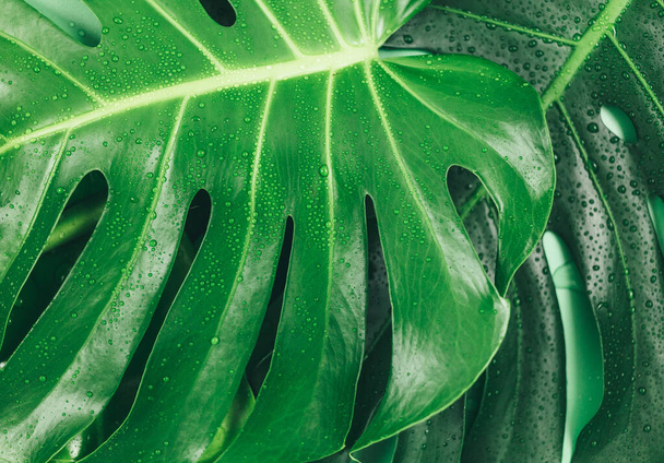 Grandes hojas verdes Monstera sobre un fondo verde. Primeros planos de hoja de palma tropical, verano. Plantilla, plano laico - Foto, Imagen