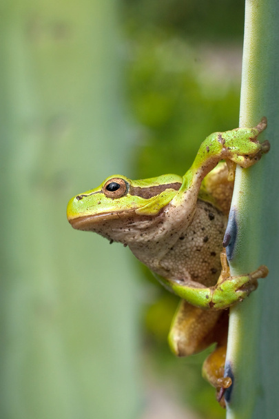 Зелений деревна жаба на рід листя (Hyla arborea) - Фото, зображення