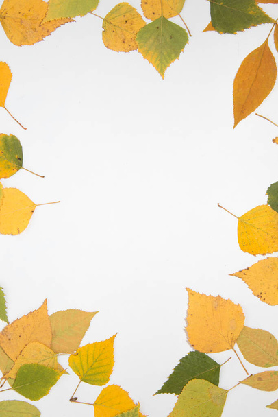  podzimní rovinaté listy na bílém pozadí s místem pro text - Fotografie, Obrázek