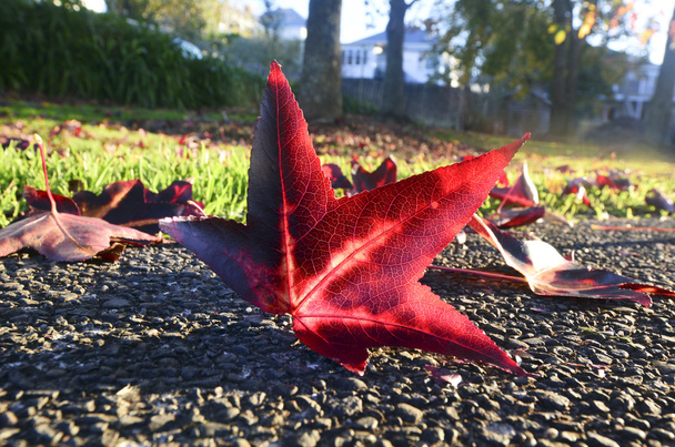 Осенний кленовый лист
 - Фото, изображение