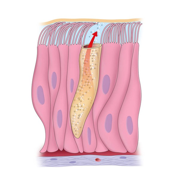 Illustrazione raffigurante epitelio colonnare pseudostratificato ciliato - Foto, immagini