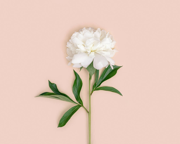 One natural fresh white peony flower with green leaves on millennial pink background. Minimal greeting card. Color trends, top view and copy space. - Фото, изображение