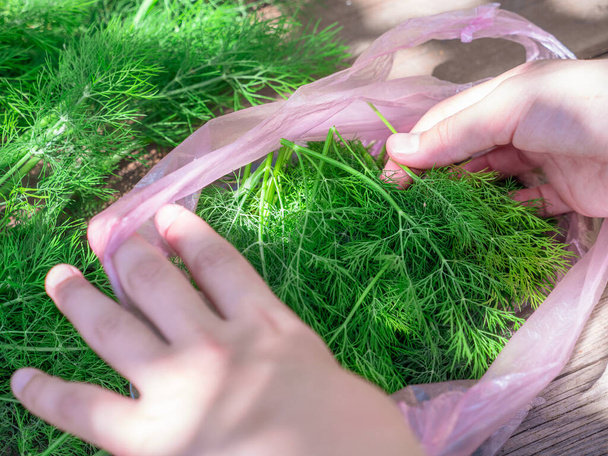 Vista dall'alto su mani femminili che raccolgono rametti di aneto verde brillante freschi in un sacchetto di plastica rosa su un tavolo di legno rurale all'aperto. Concetto alimentare biologico naturale di orticoltura e raccolta. - Foto, immagini