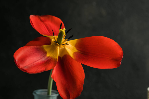 Abstraktní rozmazané pozadí - červené tulipány na tmavé, pozadí v zadní nebo boční měkké osvětlení. Tulipán květiny pozadí pro pohlednici nebo banner, kopírovat prostor - Fotografie, Obrázek