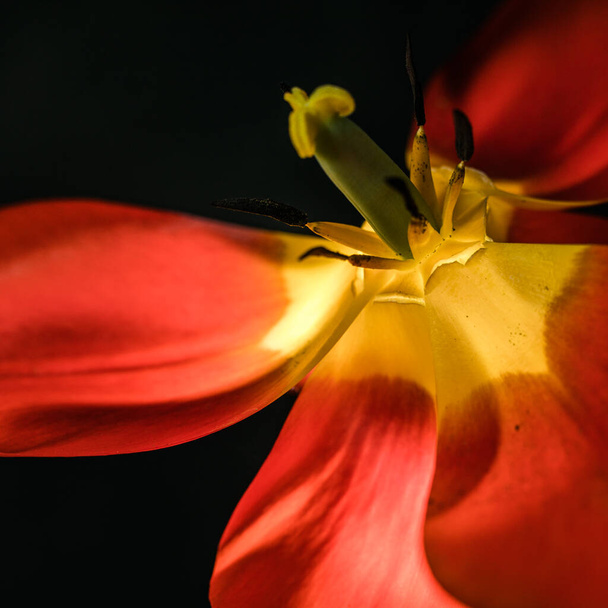 Sfondo sfocato astratto - tulipani rossi su un darck, uno sfondo in luce morbida posteriore o laterale. Tulipano fiori sfondo per cartolina o banner, copiare lo spazio - Foto, immagini