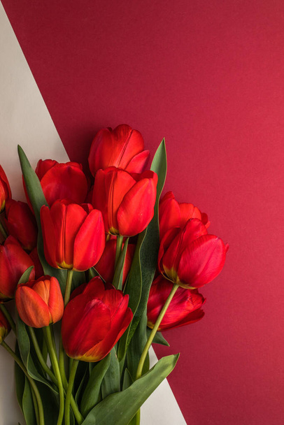 Tvůrčí uspořádání z tulipánu květiny na jasně bílém červeném pozadí. Ležel. Minimální koncepce jara. - Fotografie, Obrázek