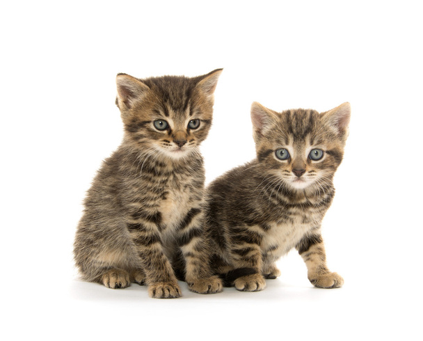 Two tabby kittens - Fotó, kép