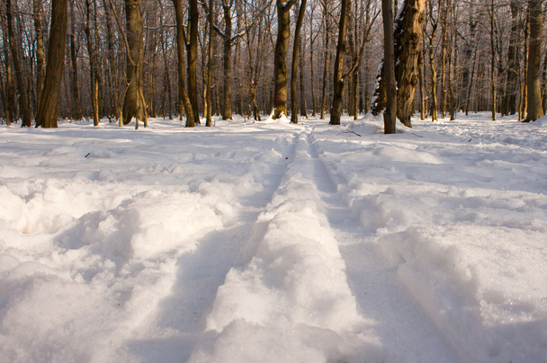 stopy lyží na zimní bílý sníh - Fotografie, Obrázek