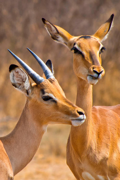 Impala, Aepyceros melampus melampus, Khama Rhino Sancture, Serowe,ボツワナ,アフリカ - 写真・画像