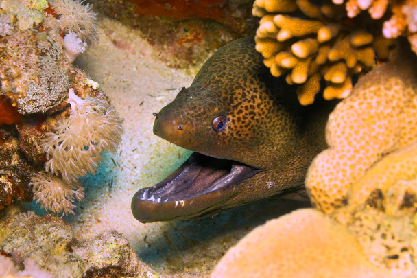 Moray gigante, Moray Eel, Gymnothorax javanicus, Coral Reef, Mar Rojo, Egipto, África - Foto, Imagen