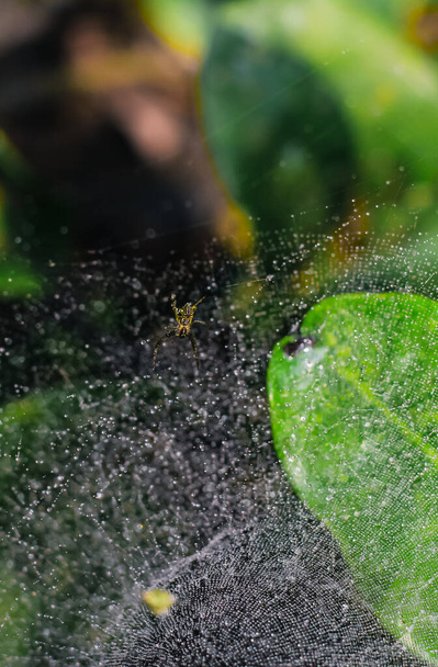 Hämähäkki istuu netissä vihreällä taustalla. Kastepisarat hämähäkinverkko (hämähäkinseitti) lähikuva vihreä ja bokeh tausta taustakuva. - Valokuva, kuva