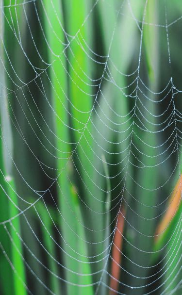 Dewdrops σε ιστό αράχνης (ιστό αράχνης) closeup με πράσινο και bokeh φόντο για την ταπετσαρία. - Φωτογραφία, εικόνα
