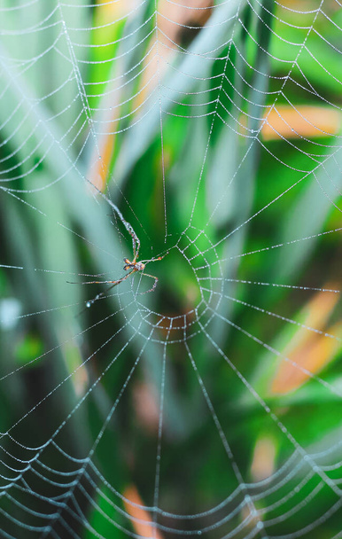Павук сидить у мережі з зеленим тлом. Краплі на павутині крупним планом з зеленим фоном і боке для шпалер
. - Фото, зображення