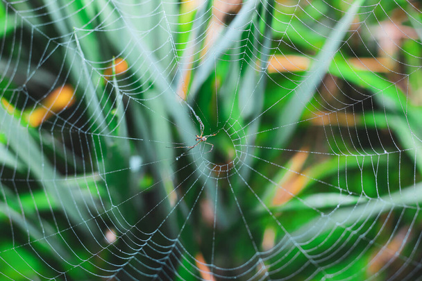 Spider κάθεται στο διαδίκτυο με πράσινο φόντο. Dewdrops σε ιστό αράχνης (ιστό αράχνης) closeup με πράσινο και bokeh φόντο για την ταπετσαρία. - Φωτογραφία, εικόνα
