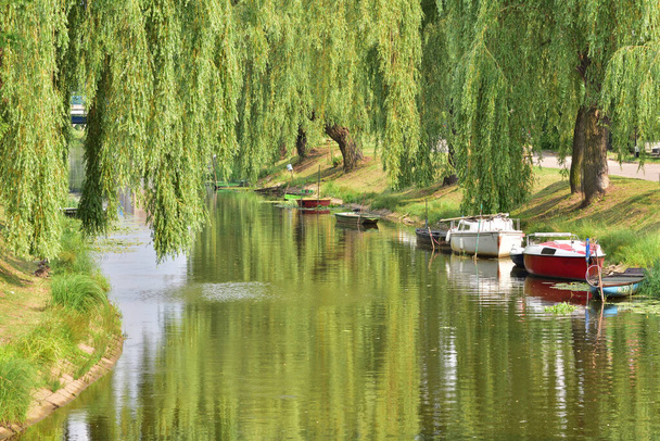 Boats moored to the shore in the shade of willows. Day. - Fotografie, Obrázek