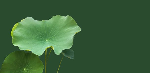Isolated waterlily or lotus leaves with clipping paths. - Photo, Image