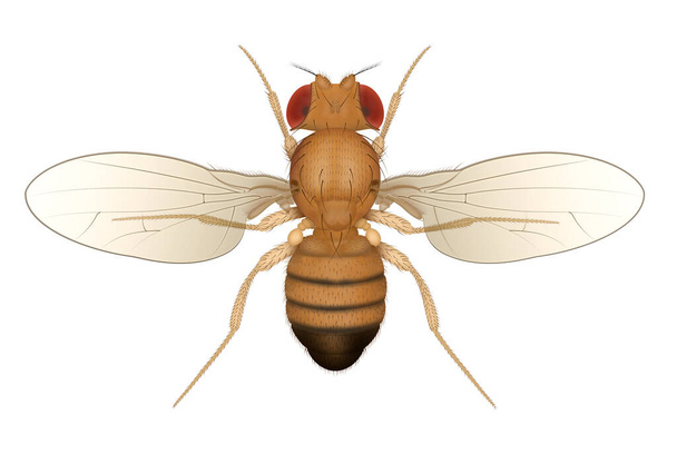 Drosophila Meyve Sineği Böceği izole edildi. Erkek. - Fotoğraf, Görsel