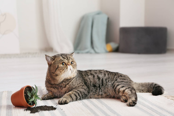Niedliche Katze und umgeworfener Topf mit Zimmerpflanze auf Teppich - Foto, Bild