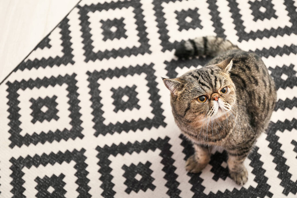 Leuke Exotische Stenografisch kat zittend op zacht tapijt thuis - Foto, afbeelding