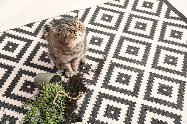 Aranyos macska és leejtett pot a szobanövény a szőnyegen - Fotó, kép