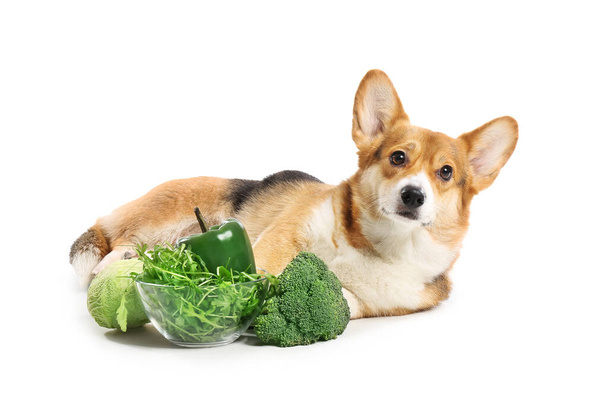 Cane carino Corgi con verdure su sfondo bianco - Foto, immagini