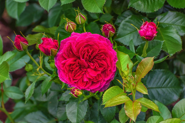 Розен Тантау 2014. Квіти з чарівним сильним запахом старих троянд додають фіолетово-фіолетові акценти до романтичних садів. Вибрані сорти вишуканих троянд для парків, садів. - Фото, зображення