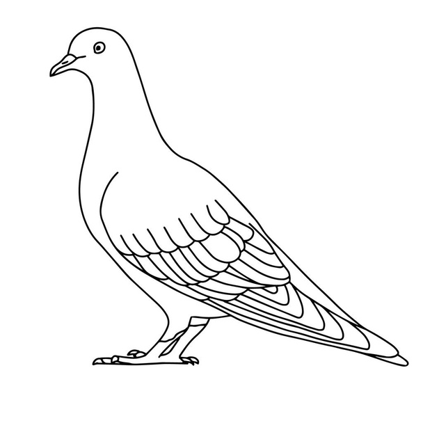vector illustration with a pigeon. black and white drawing of a bird. line art. - Vektori, kuva