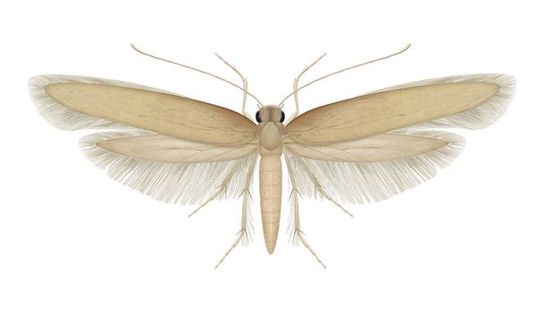 Tineola bisselliella. Common clothes moth - Photo, Image