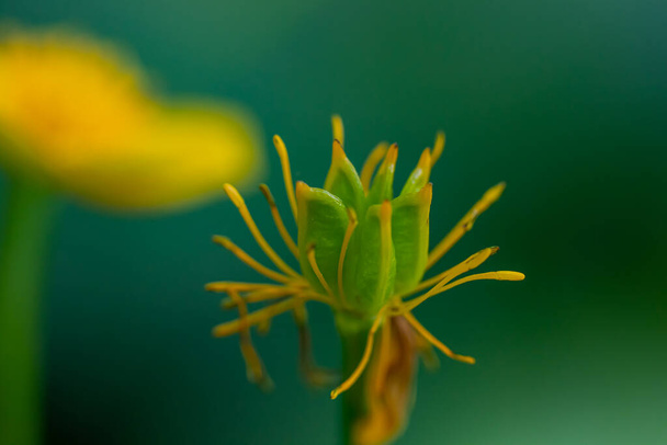 Caltha palustris flower growing in forest, close up - 写真・画像