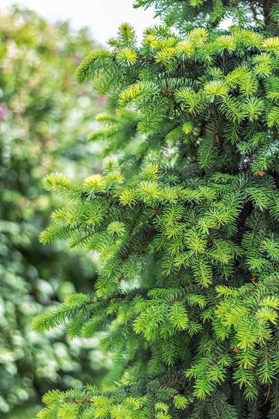 Natural background of young green spruce branches. - Foto, Imagem