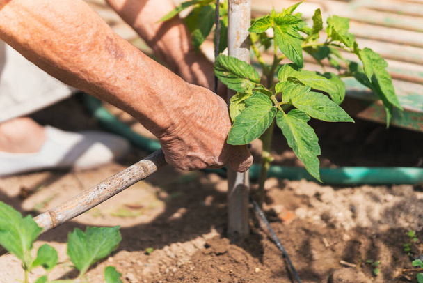 Älterer Mann bereitet Tomatenplantage zu - Foto, Bild