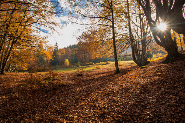 Warm autumn scenery in a forest with sunrays - Фото, зображення