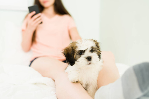 Cute small breed dog with white and brown fur sitting on a young woman's legs while resting together in a comfy bed - Fotografie, Obrázek