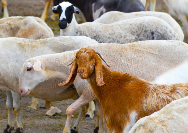 Las cabras caminan en la aldea, la cría de animales domésticos. ganadería industrial, concepto de negocio ganadero, granja con animales, rebaño de cabras pastan en el campo, se alimentan de hierba en el prado. - Foto, Imagen