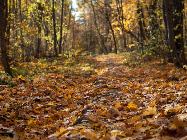 Paisagem florestal de outono. O sol atinge as folhas deitadas no chão. Tapete de folhas. Beleza de outono - Foto, Imagem